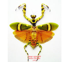 Theoprobus elegans (Malaysia)