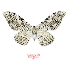 Thysania agrippina (Peru) A-