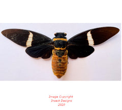 Tosena albata (Thailand) A2