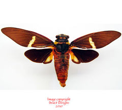 Tosena melanoptera (Malaysia)