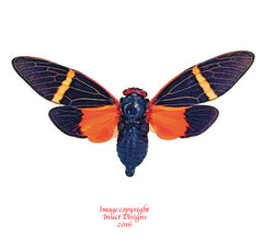 Tosena paviei (Thailand)