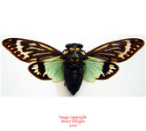 Tosena splendida (Thailand)