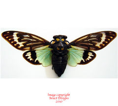 Tosena splendida (Thailand)