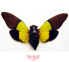 Trengganua sybylla (Malaysia)