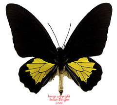 Troides oblongomaculatus papuensis pair (Papua)- Australian customers only
