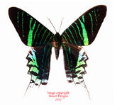 Urania leilus (Peru) A-