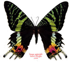 Urania ripheus (Madagascar) A-