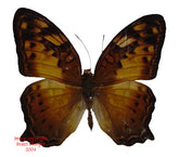 Vagrans sinha sinha (Philippines)