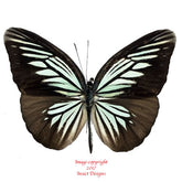 Valeria tritea (Sulawesi) A2