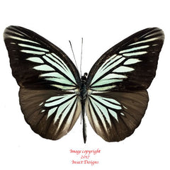 Valeria tritea (Sulawesi) A2