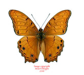 Vindula arsinoe (Seram) A-