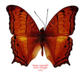 Vindula dejone (Philippines)