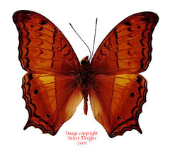 Vindula dejone (Philippines)