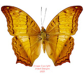 Vindula erota (Philippines) A2