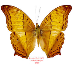 Vindula erota (Philippines) A2