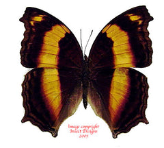 Yoma sabina (Seram) A2