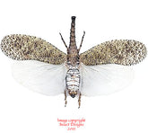 Zanna nobilis (Malaysia)