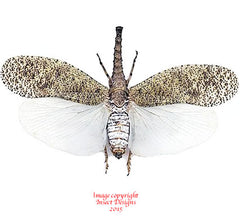 Zanna nobilis (Malaysia)