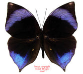 Zeuxidia amethystus (Malaysia)