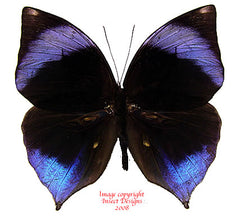 Zeuxidia amethystus (Malaysia)