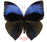 Zeuxidia aurelius aurelius (Malaysia) - male A2