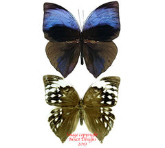 Zeuxidia aurelius aurelius (Malaysia) - female