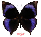Zeuxidia doubledayi (Malaysia)