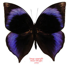 Zeuxidia doubledayi (Malaysia)