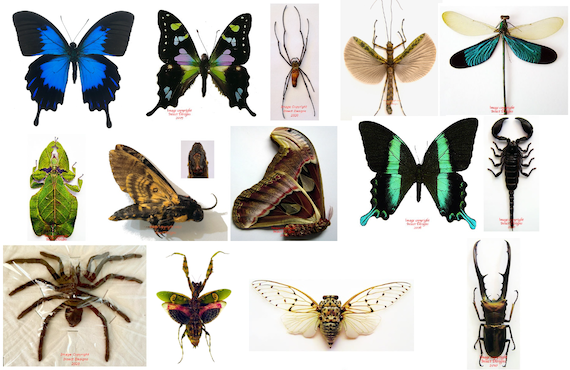 Massive update with material from Malaysia and Indonesia – Insect Designs