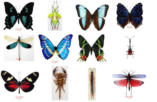 Fresh specimens from Malaysia, Colombia and Madagascar