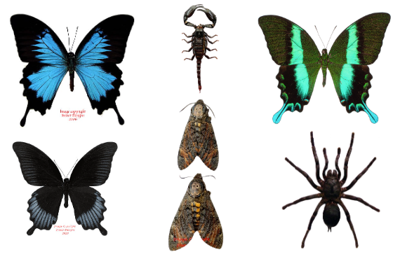 Insect Customized Fresh stock just in time for Christmas! – Insect Designs