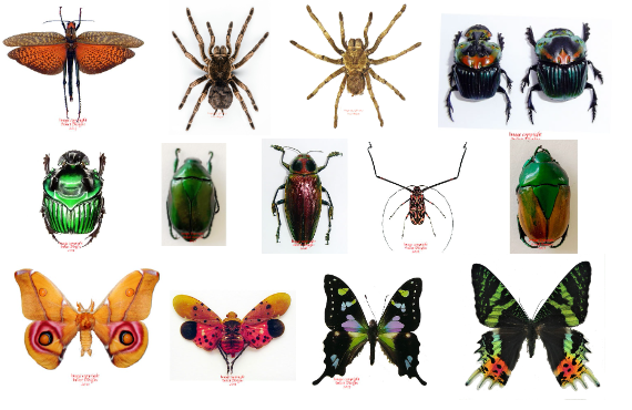 Fresh specimens from Peru, Thailand, Indonesia and Madagascar – Insect ...