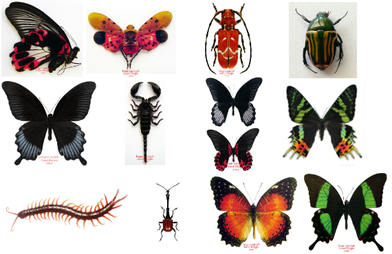 Unique Shape Insects Lots of fresh specimens from Madagascar, the Philippines and Thailand ...