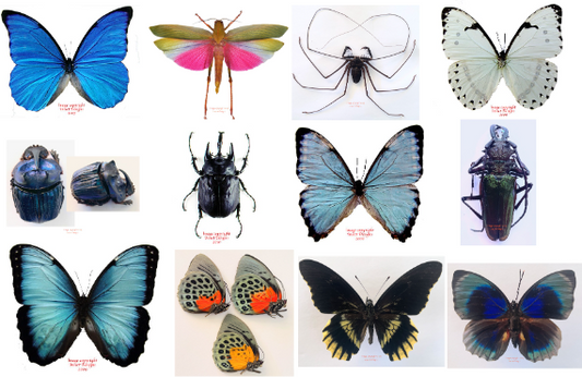 Lots of new items from South America