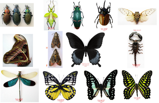 Lots of Specimens from Malaysia and Thailand