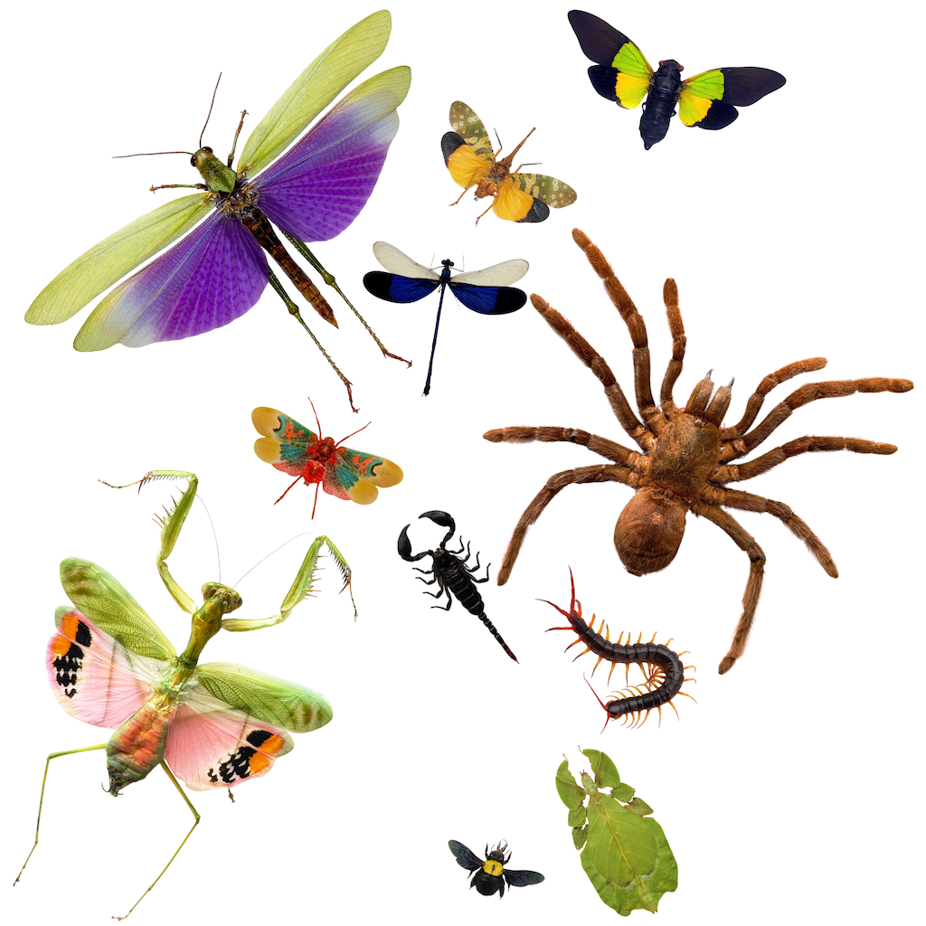 Dried insect specimens, spider and scorpions from Insect Designs