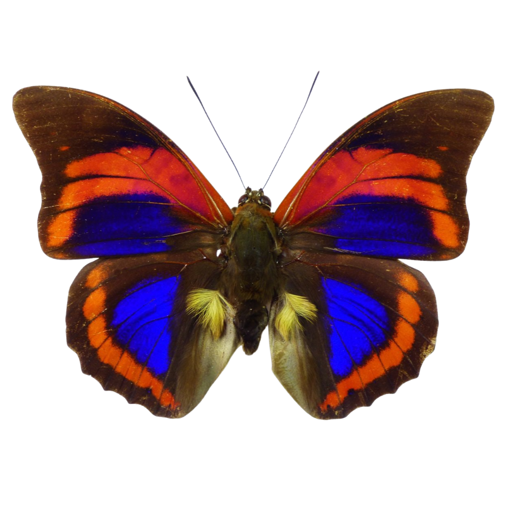 Butterflies at Insect Designs - Nymphalidae