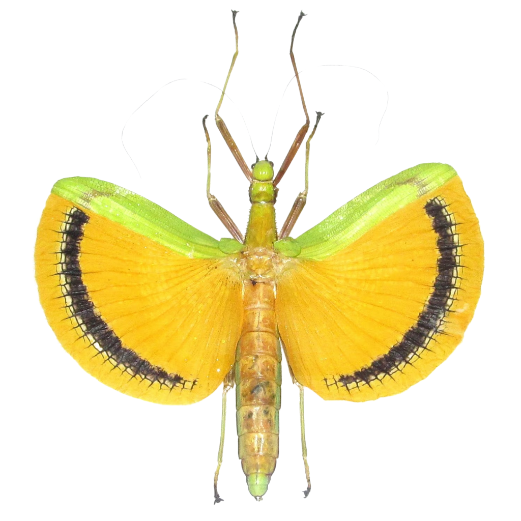Insect specimens at Insect Designs - Stick Insects