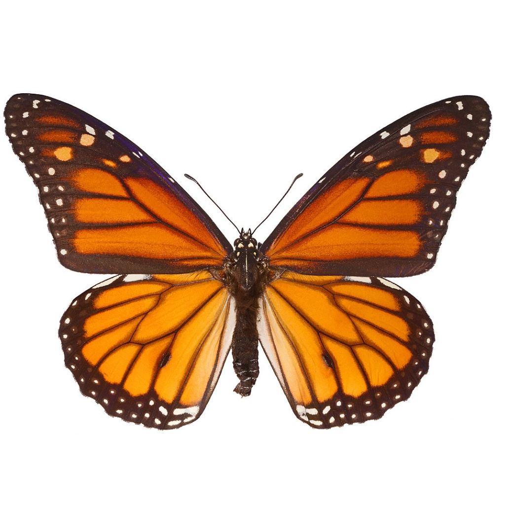 Butterflies at Insect Designs - Danaidae