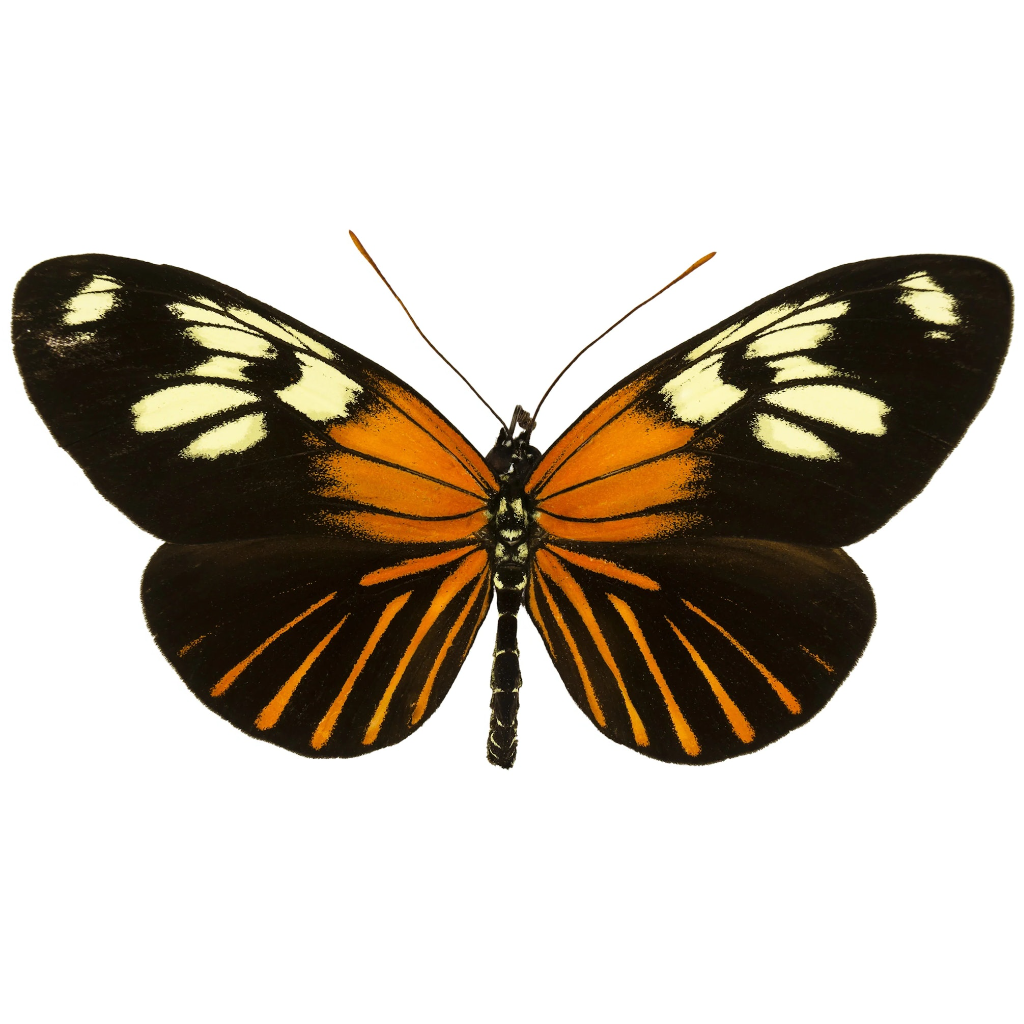 Butterflies at Insect Designs - Heliconidae