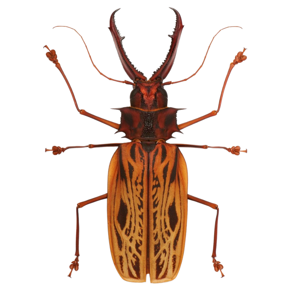 標本 Cameroon Dynoryctes truncaticollis 38mm 標本 Cameroon Dynoryctes truncaticollis 38mm RADIAL OTR TYRES