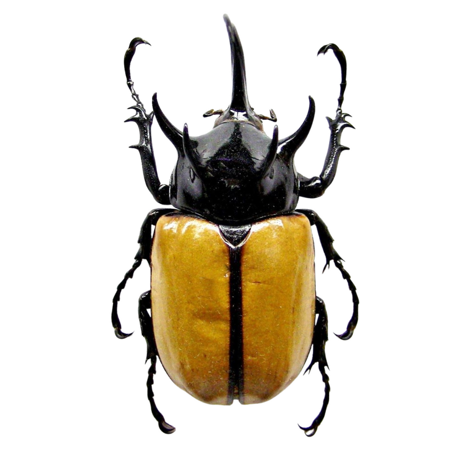 Untitled_Design_27_940x.png?v=