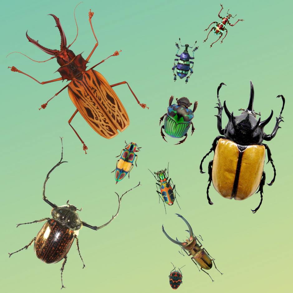 Insect Designs