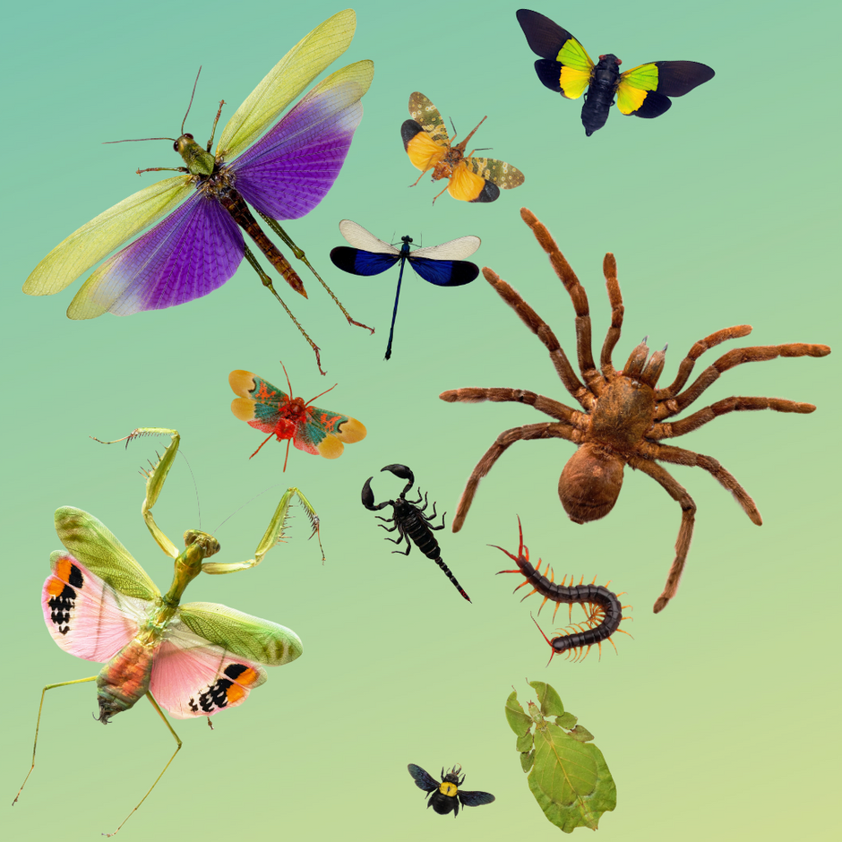 標本用品 Australia Bolboceratidae sp. 24mm 2023 1 oz RAM Australia's Dangerous Box Jellyfish Silver (BU