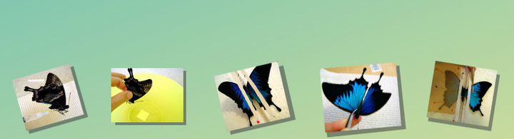 Insect Designs