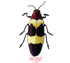 Chrysochroa buqueti rugicolis (Thailand)