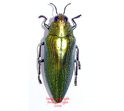 Chrysochroa purpuriventris (Malaysia) A2