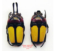 Dicheros bicornis malayanus (Malaysia)