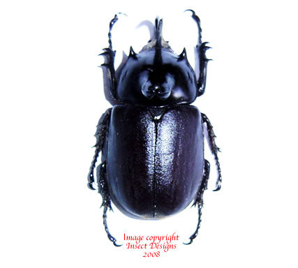 Eupatorus birmanicus (Thailand)