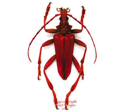 Mastododera coccinea (Madagascar)